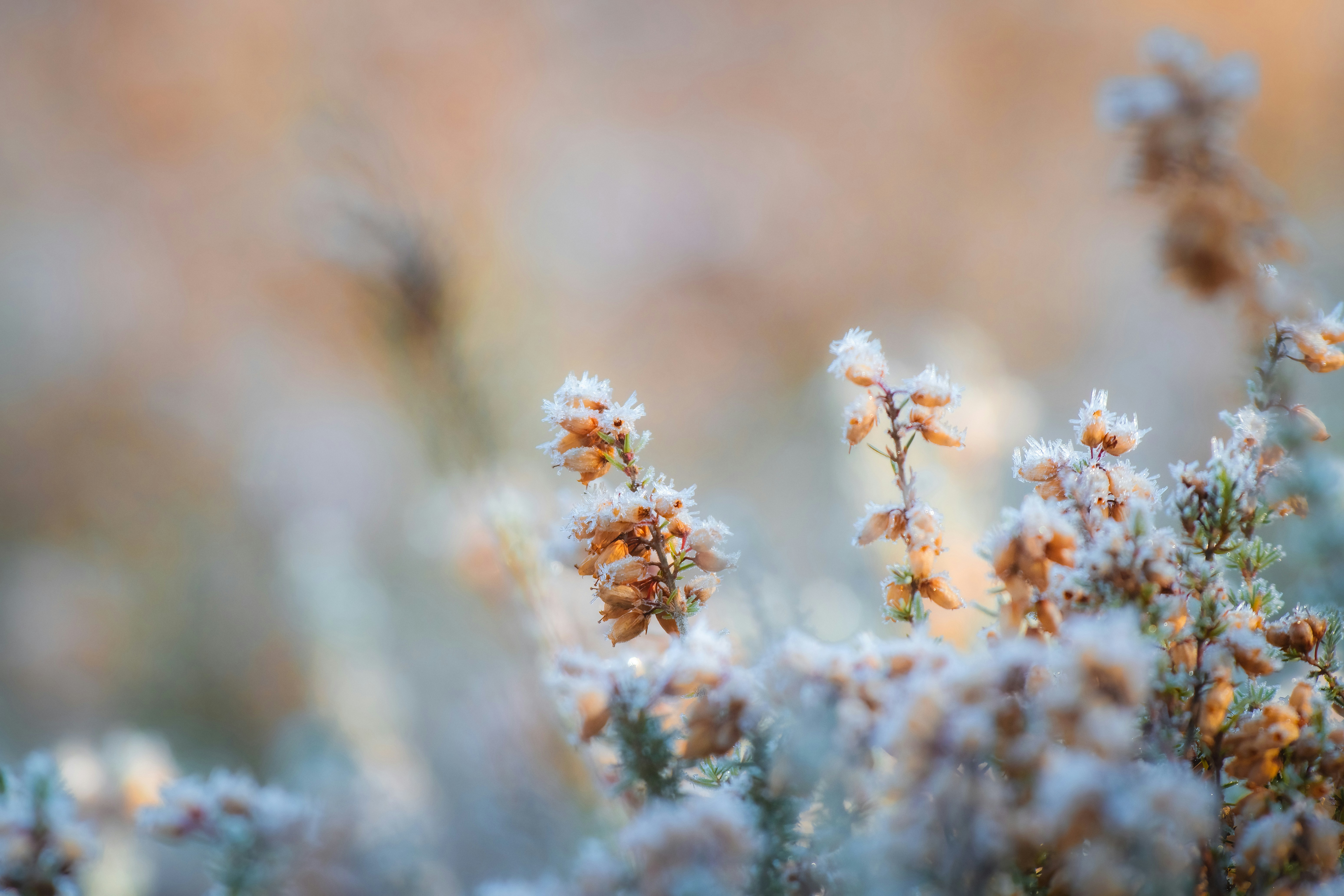 Fleurs pour sépulture selon les saisons